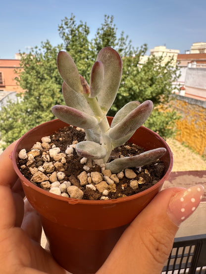 Cotyledon orbiculata oophylla