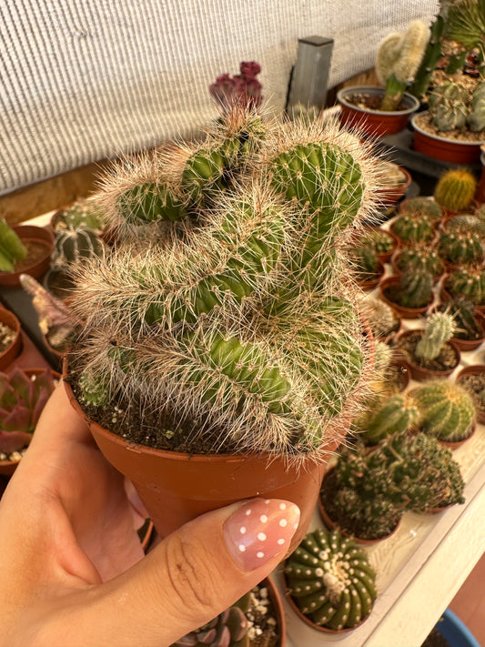 Cactus crestata