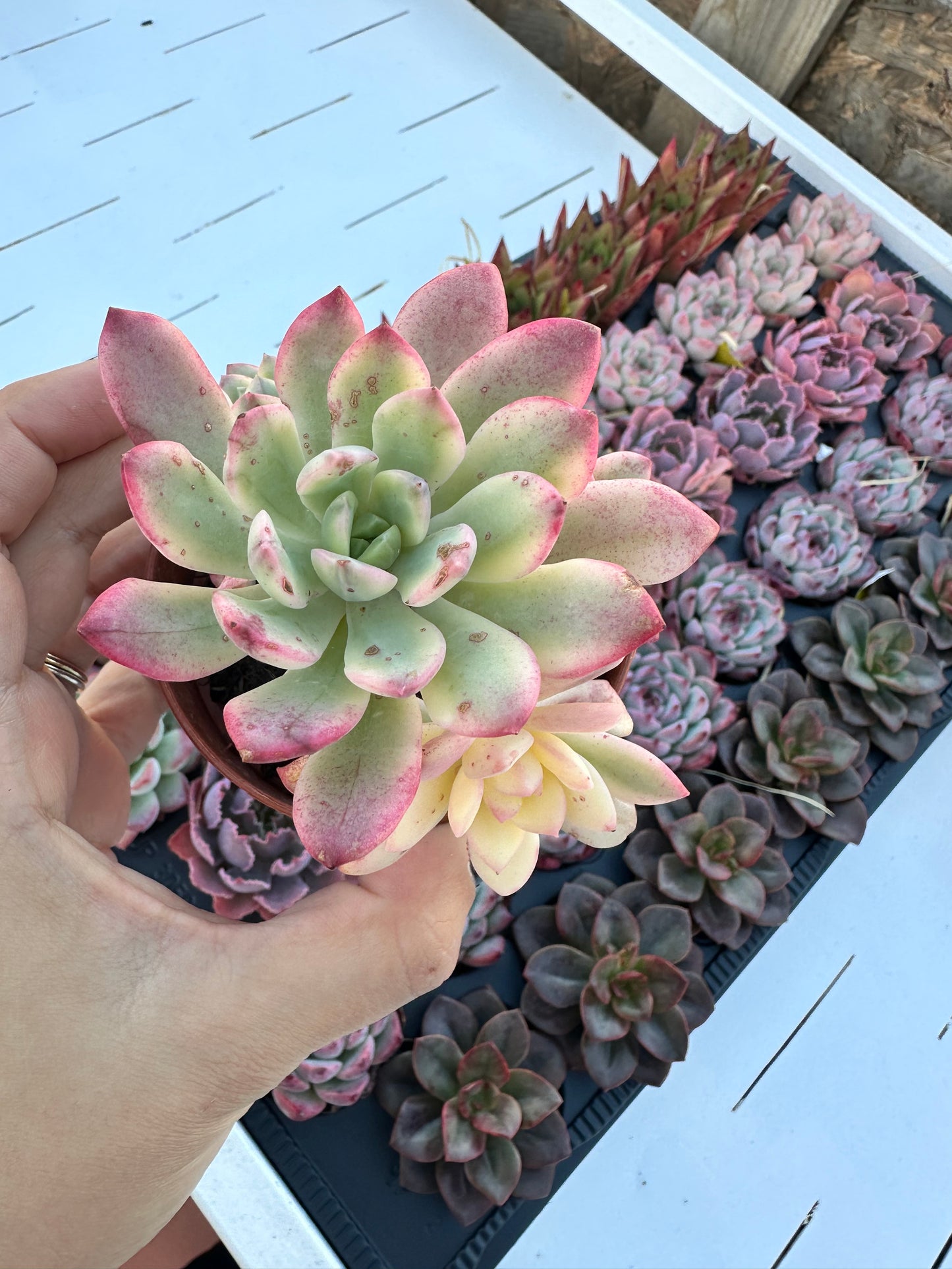 Echeveria Minibelle Variegata