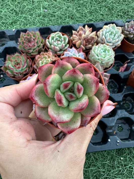 Echeveria Coreana