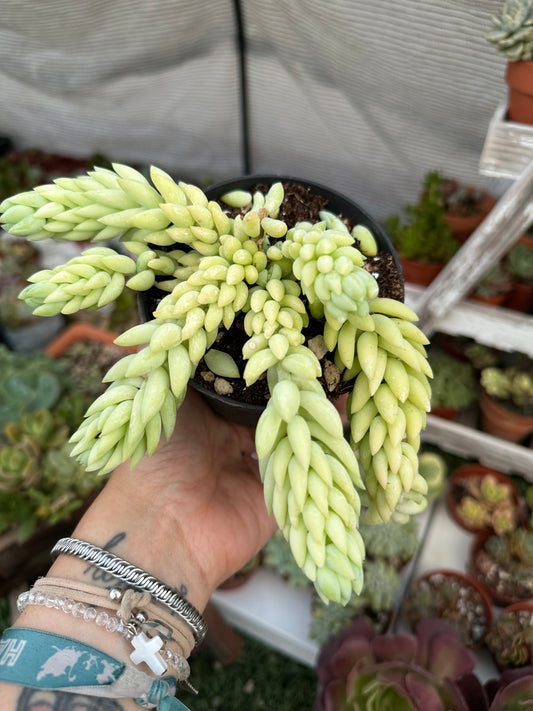 Sedum morganianum