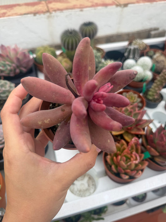 Pachysedum ‘Ganzhou’