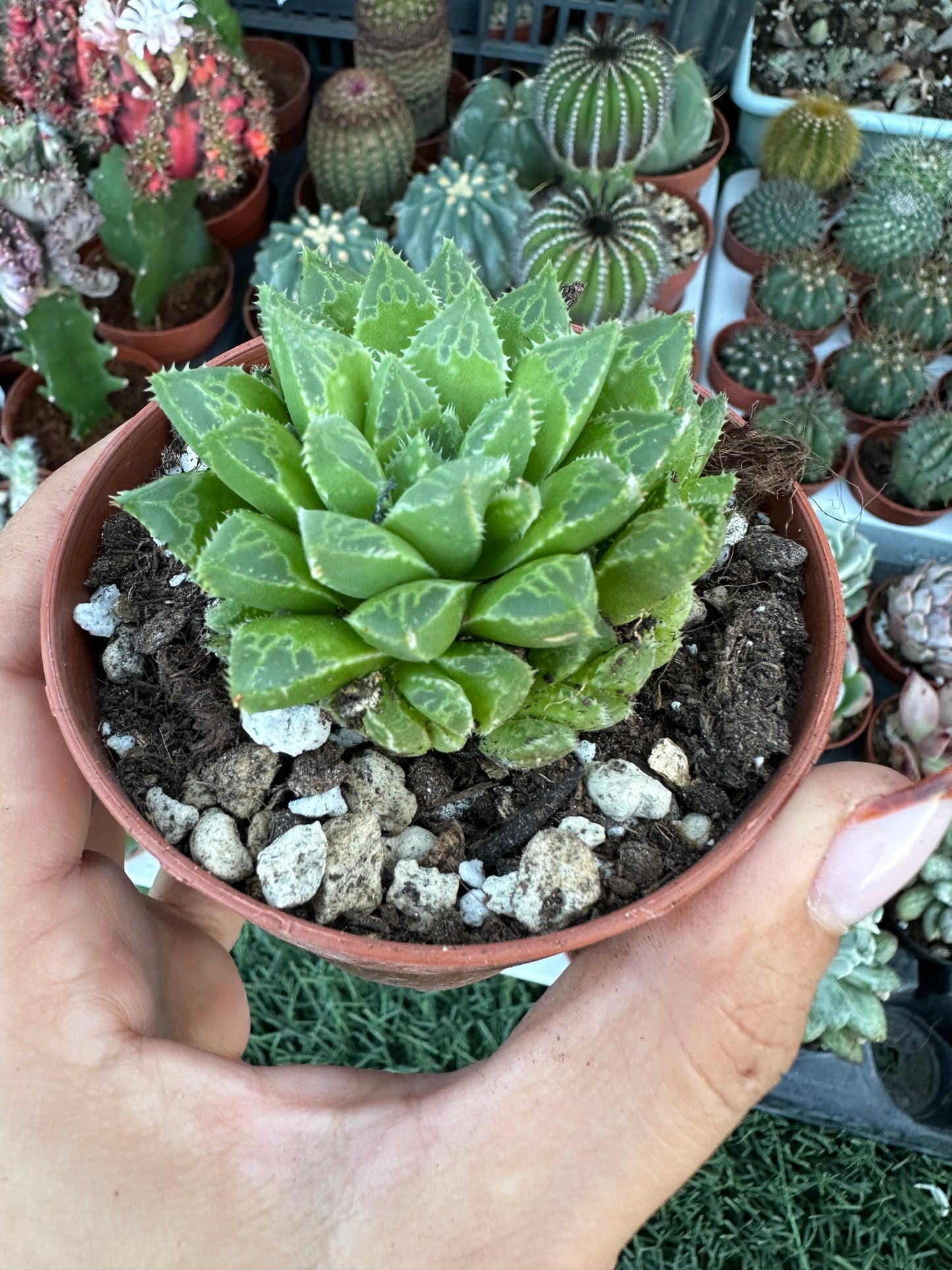 Haworthia