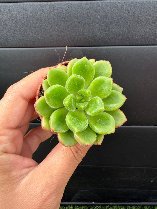 Echeveria Giant Mexican Firecracker