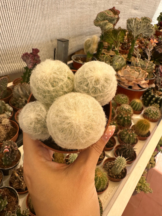 Espostoa lanata