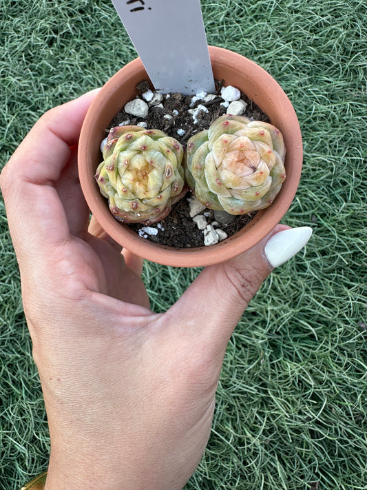 Echeveria Daiquiri