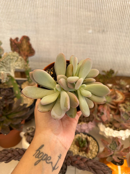 Pachyphytum captain jessop