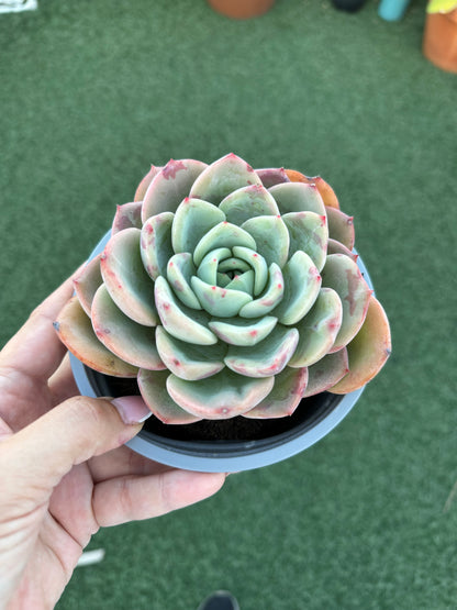 Echeveria agavoides salmón