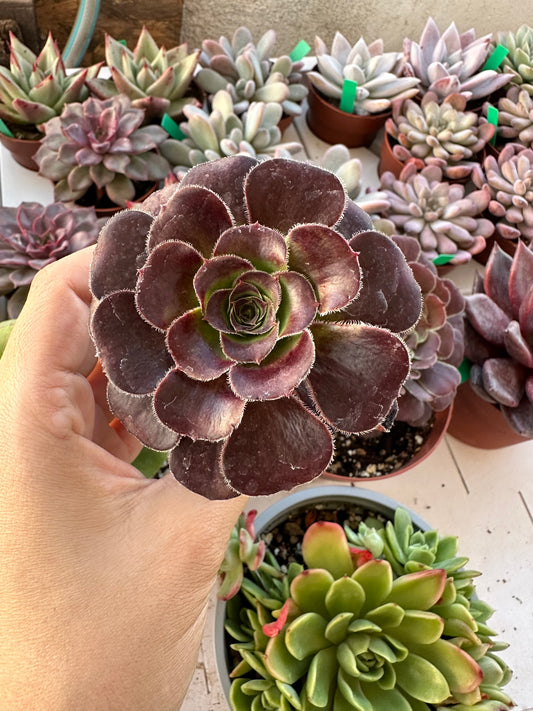 Aeonium Velour