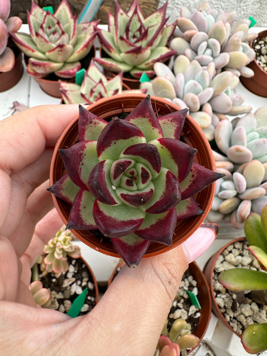 Echeveria Agavoides Ebony