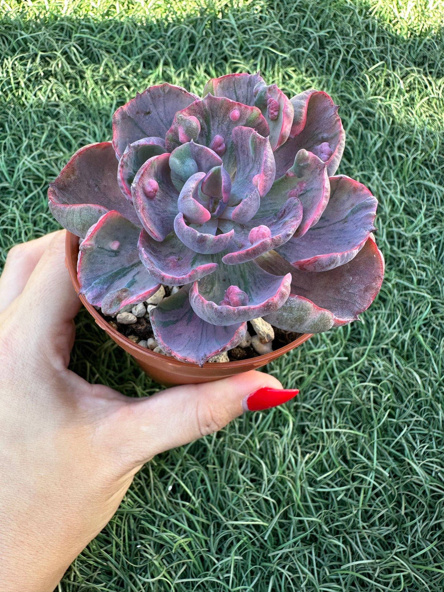 Echeveria Beyonce Variegata