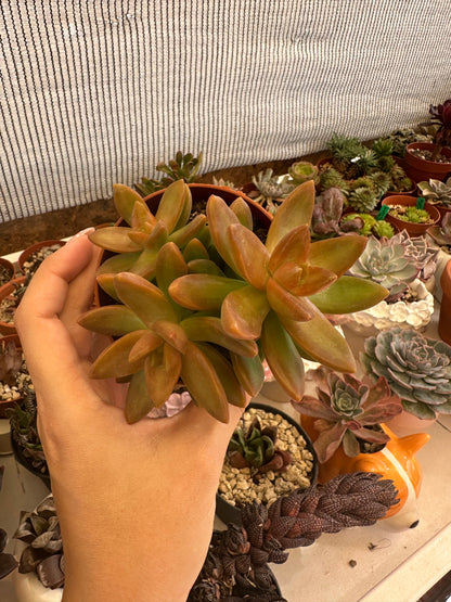 Sedum Nussbaumerianum