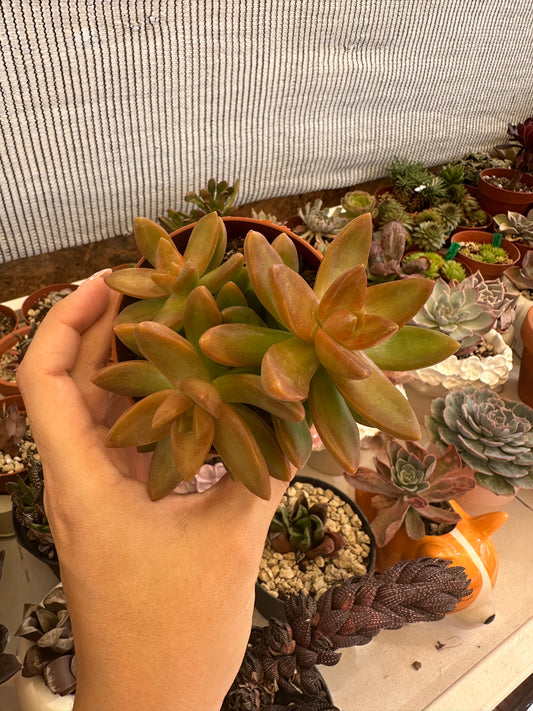Sedum Nussbaumerianum