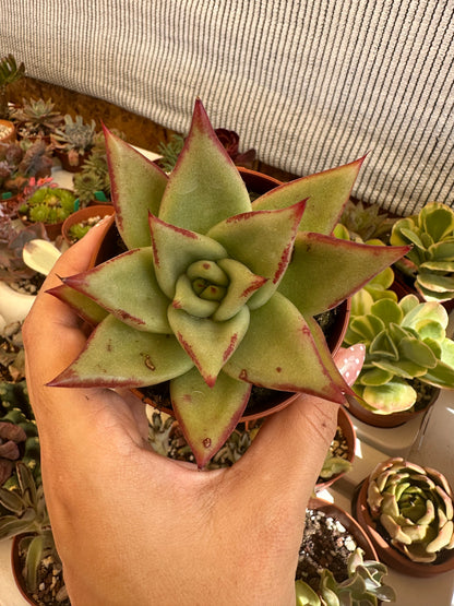 Echeveria Agavoides red edge
