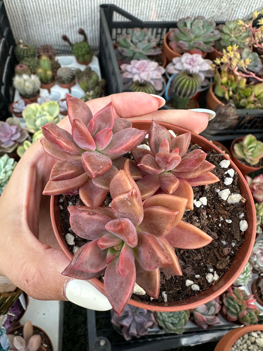 Graptosedum Bronze