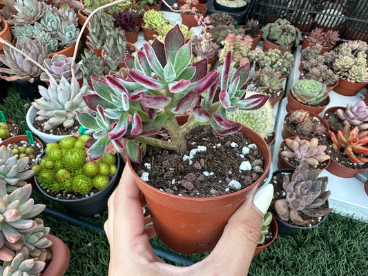 Echeveria Pulvinata ‘Devotion’