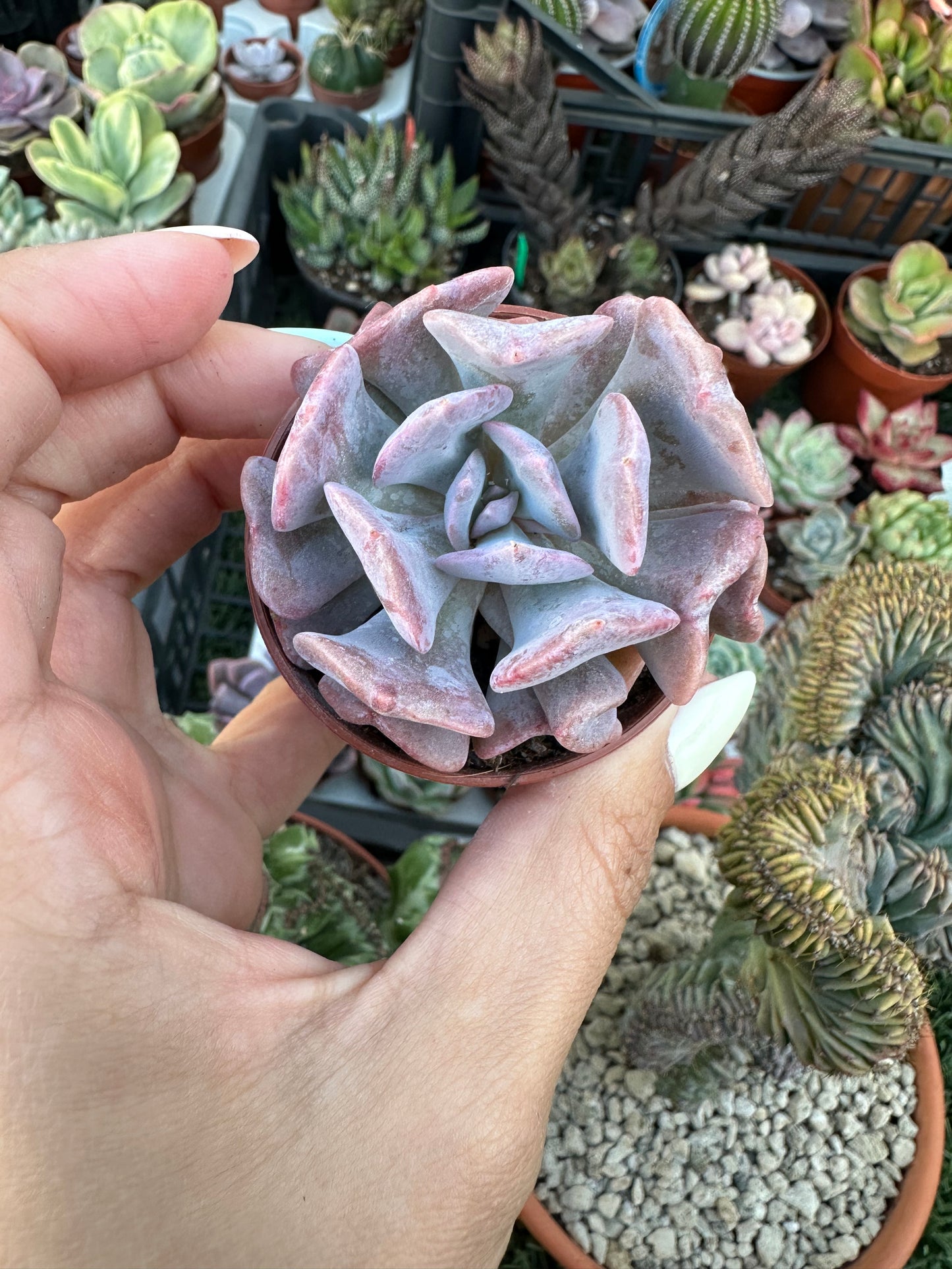 Echeveria Cubic Frost