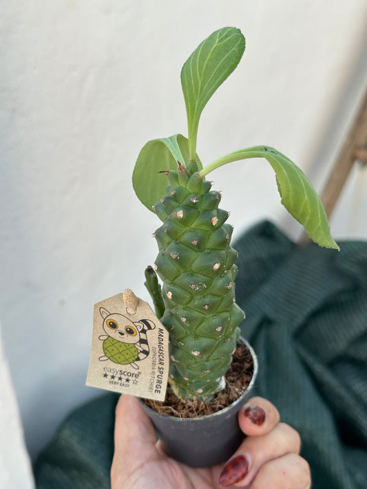 Euphorbia Ritchiei