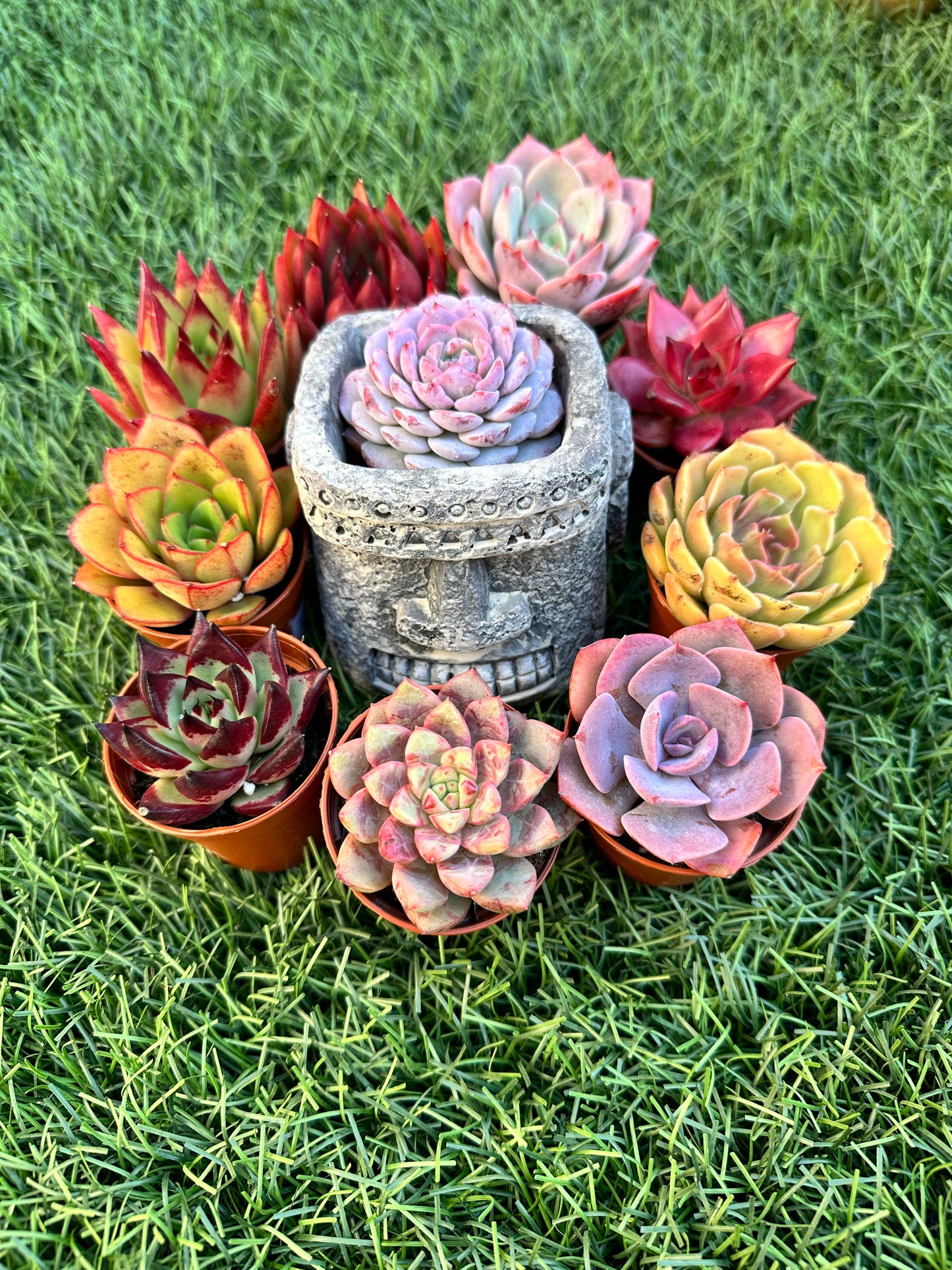 Kit Maceta + 4 suculentas