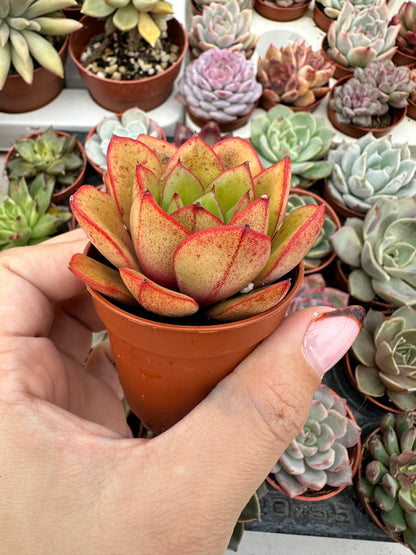 Echeveria Salsa Verde