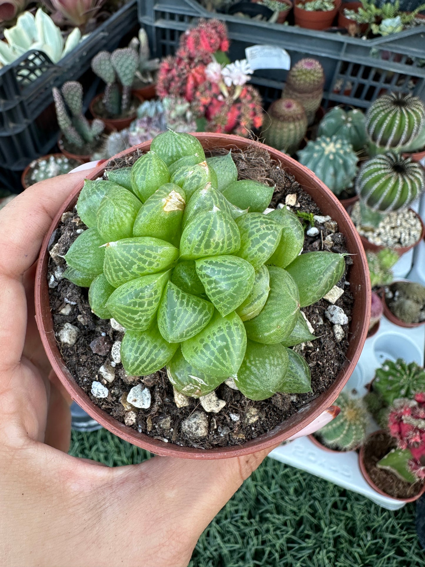 Haworthia