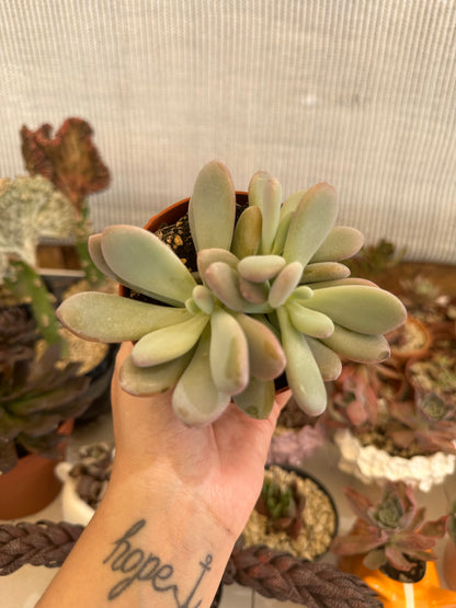 Pachyphytum captain jessop