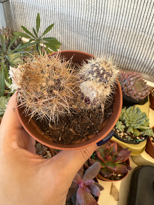 Cactus