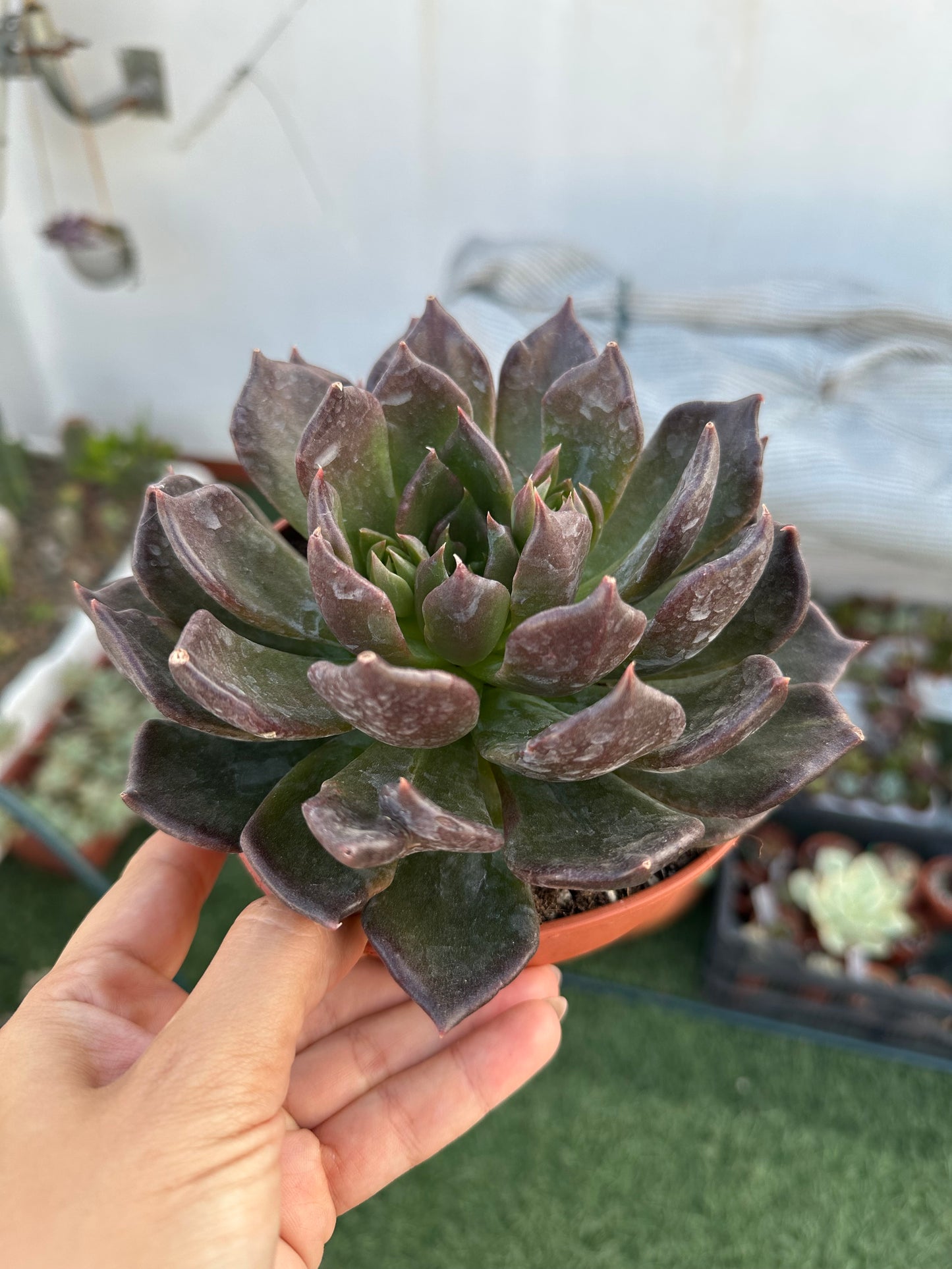 Echeveria E-Choc
