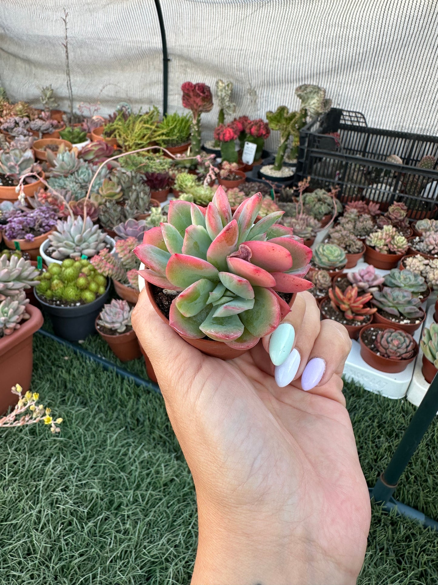 Echeveria Luella Crestata