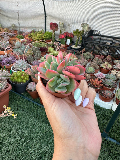 Echeveria Luella Crestata
