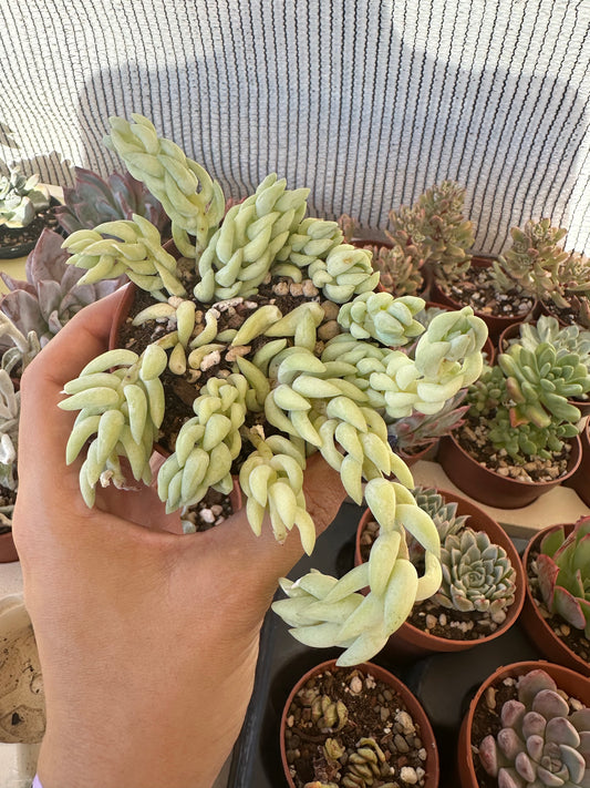 Sedum morganianum