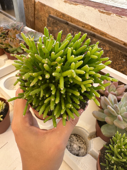 Hatiora salicornioides