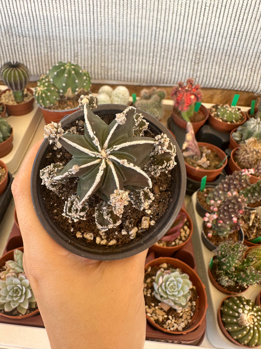 Astrophytum myriostigma fukuyu haku-jo