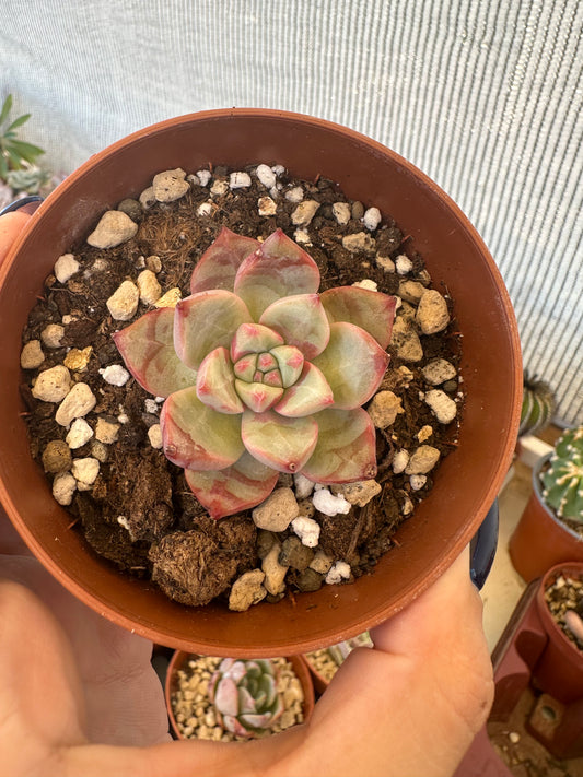 Echeveria Blood Swallow