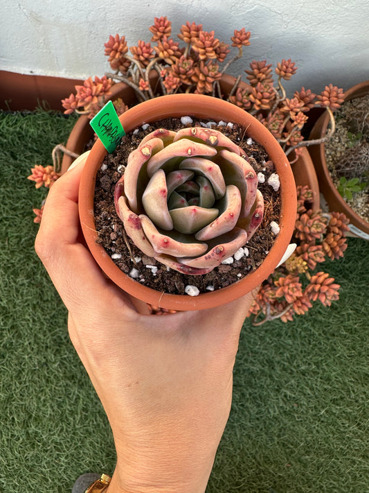 Echeveria Champagne