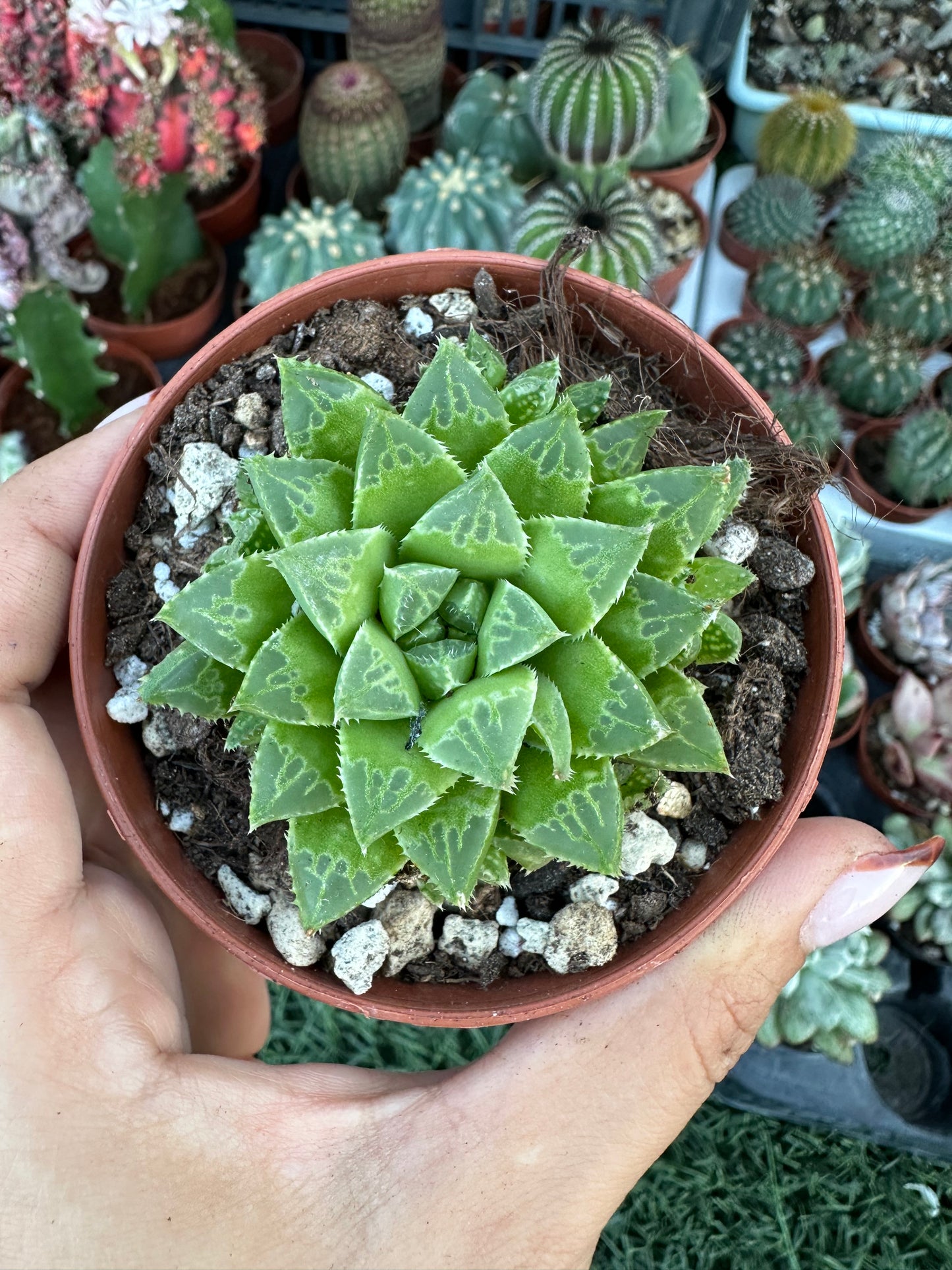 Haworthia