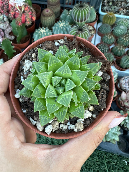 Haworthia
