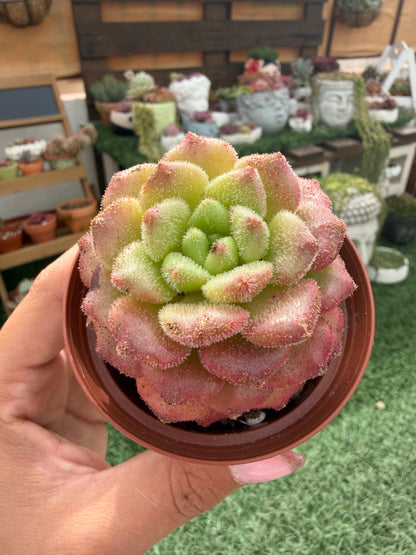 Echeveria Carol