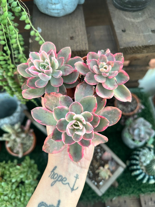 Echeveria Pink Vera variegata