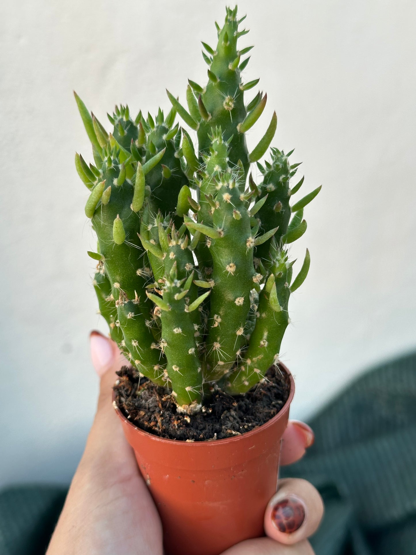 Austrocylindropuntia subulata