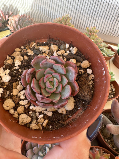 Echeveria Korea