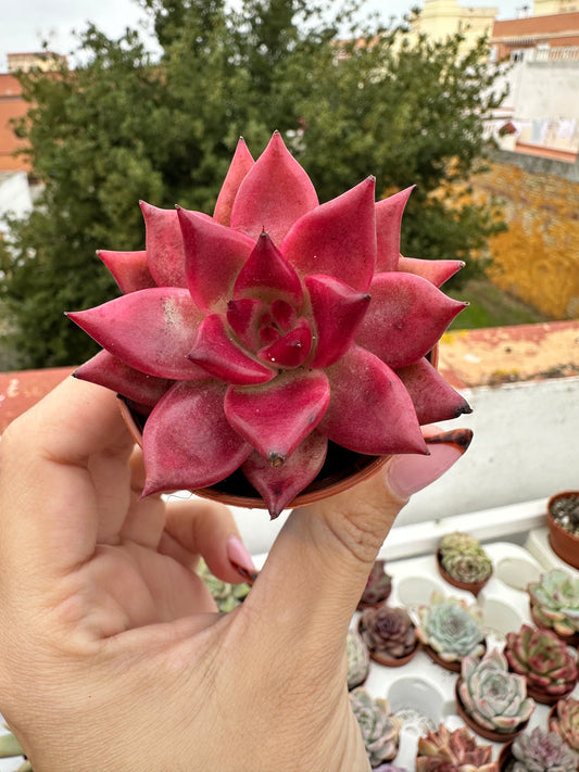 Echeveria Agavoides Romeo Rubin