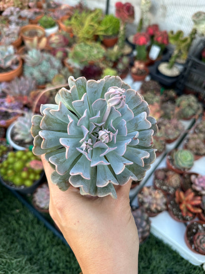 Echeveria Swan Lake