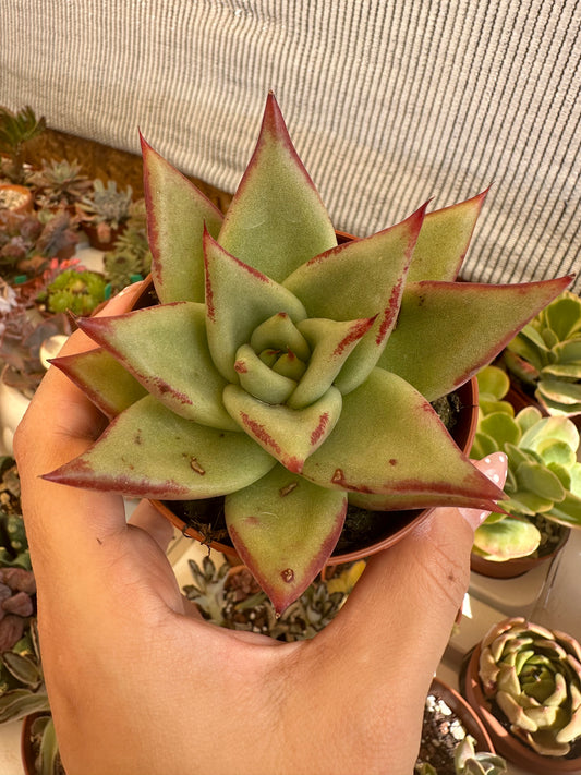Echeveria Agavoides red edge