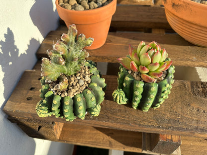 Maceta cactus