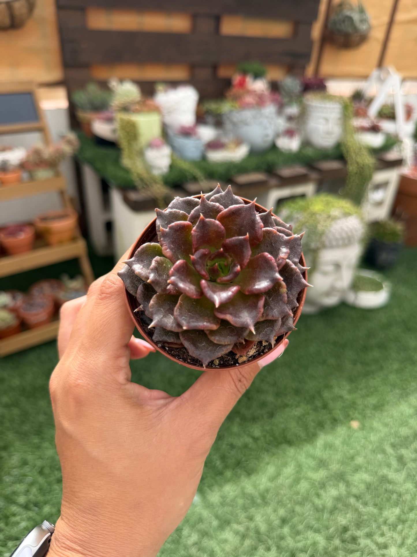 Echeveria Super Bowl