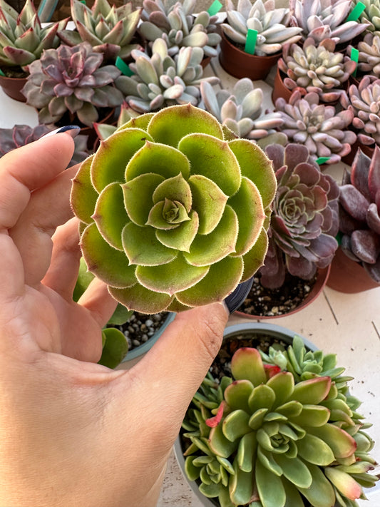 Aeonium Arboreum Green
