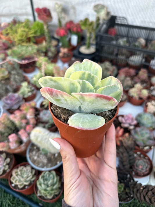 Kalanchoe Trysiflora Variagata