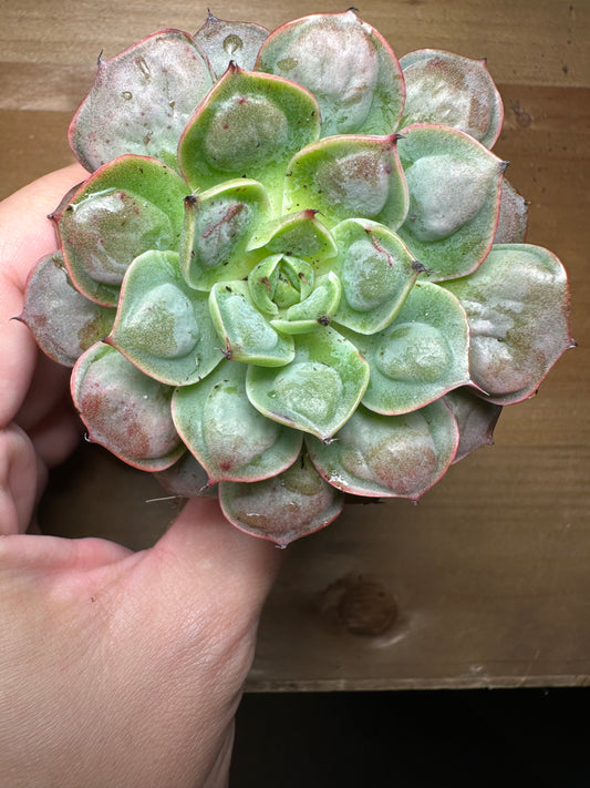 Echeveria Parva x Raindrops