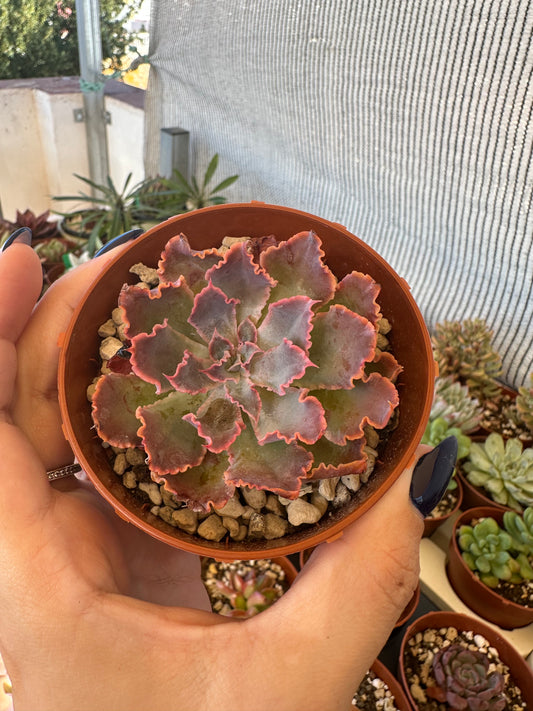 Echeveria “Neon Breakers